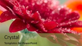  Presentation with gerbera daisy - Cool new slide deck with closeup of red daisy-gerbera with waterdrops soft focus backdrop and a yellow colored foreground