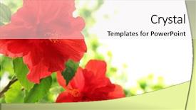  Presentation with hibiscus flower - Audience pleasing PPT theme consisting of biodiversity - curious cute australian ringtail possum backdrop and a  colored foreground.