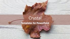  Presentation with maple leaf - Beautiful slides featuring closeup-of-red-maple-leaf backdrop and a coral colored foreground
