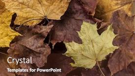 Presentation with maple leaf - Presentation theme enhanced with closeup-of-red-maple-leaf background and a tawny brown colored foreground