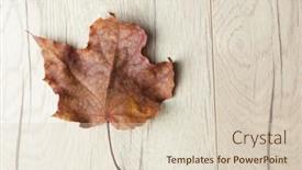  Presentation with maple leaf - Colorful PPT theme enhanced with closeup-of-red-maple-leaf backdrop and a lemonade colored foreground