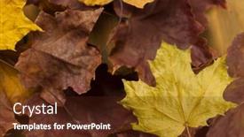  Presentation with maple leaf - Presentation theme enhanced with closeup-of-red-maple-leaf background and a tawny brown colored foreground