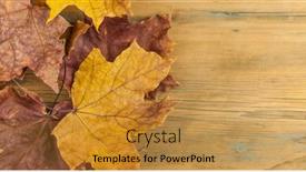 Presentation with maple leaf - PPT theme with closeup-of-red-maple-leaf background and a gold colored foreground