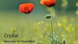  Presentation with poppies - Beautiful PPT layouts featuring closeup of red poppies on cereal field backdrop and a yellow colored foreground