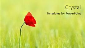  Presentation with poppies - Cool new PPT layouts with closeup-of-red-poppies backdrop and a yellow colored foreground