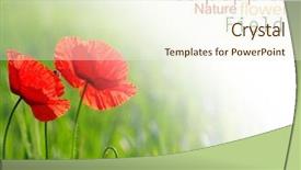  Presentation with cereal - Cool new presentation with closeup of red poppy on cereal field backdrop and a cream colored foreground