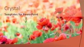  Presentation with cereal - Presentation design with closeup of red poppy on cereal field background and a lemonade colored foreground