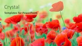  Presentation with cereal - Presentation design having closeup of red poppy on cereal field background and a soft green colored foreground