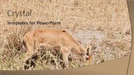  Presentation with scientific - PPT layouts enhanced with closeup-of-reedbuck-scientific-name background and a coral colored foreground