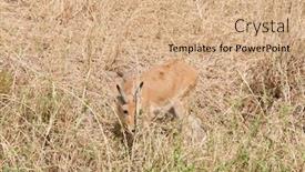 Presentation with name - Slides with closeup-of-reedbuck-scientific-name background and a coral colored foreground