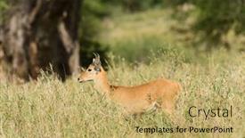  Presentation with name - Presentation theme having closeup-of-reedbuck-scientific-name background and a yellow colored foreground