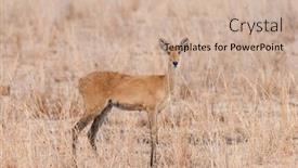  Presentation with scientific - Slide deck consisting of closeup-of-reedbuck-scientific-name background and a soft green colored foreground