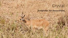 Presentation with scientific - Amazing PPT theme having closeup-of-reedbuck-scientific-name backdrop and a coral colored foreground