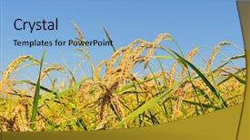  Presentation with plantation - PPT layouts with closeup of rice ear background and a light blue colored foreground