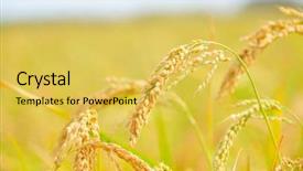  Presentation with plantation - PPT layouts having closeup of rice ears background and a yellow colored foreground