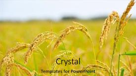  Presentation with plantation - Amazing theme having closeup of rice ears backdrop and a gold colored foreground