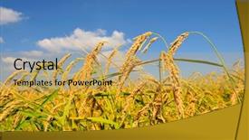  Presentation with rice paddy - Audience pleasing presentation theme consisting of closeup of rice ears backdrop and a yellow colored foreground