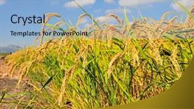  Presentation with rice paddy - Beautiful presentation featuring closeup of rice on plantation backdrop and a light blue colored foreground
