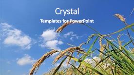  Presentation with plantation - Slide deck featuring closeup of rice on plantation background and a teal colored foreground