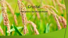  Presentation with rice field - Beautiful presentation featuring closeup of rice plantation backdrop and a yellow colored foreground