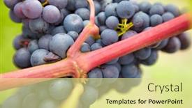  Presentation with vine - Audience pleasing slides consisting of closeup-of-ripe-red-vine backdrop and a blonde colored foreground