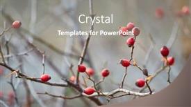 Presentation with rose hips - Slide deck with closeup-of-rose-hips background and a gray colored foreground