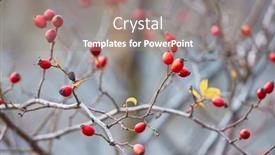  Presentation with rose hips - PPT layouts featuring closeup-of-rose-hips background and a gray colored foreground