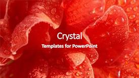  Presentation with water drops - PPT layouts featuring hibiscus flower - closeup of rose petal background and a crimson colored foreground