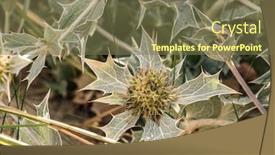  Presentation with holly - Colorful presentation theme enhanced with closeup-of-sea-holly-flowers backdrop and a violet colored foreground