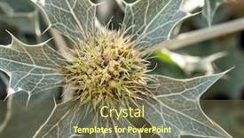  Presentation with holly - Presentation having closeup-of-sea-holly-flowers background and a violet colored foreground