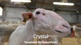  Presentation with barn - Slide set enhanced with agriculture herd young piglet - closeup of sheep head background and a gray colored foreground