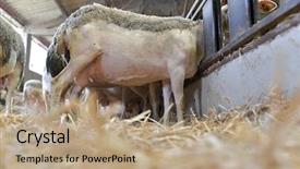  Presentation with sheep mesopatamia - Slide set enhanced with closeup of sheep in barn background and a coral colored foreground