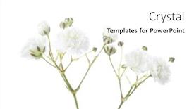  Presentation with breath - Slide set consisting of closeup-of-small-white-gypsophila background and a white colored foreground