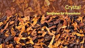 Presentation with tobacco - Amazing theme having closeup of smoking tobacco background backdrop and a tawny brown colored foreground