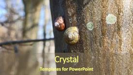  Presentation with close up of bark - PPT layouts with closeup of snails climbs tree background and a violet colored foreground