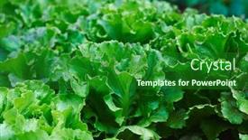  Presentation with organic - Audience pleasing slide set consisting of closeup-of-some-butterhead-lettuces backdrop and a forest green colored foreground