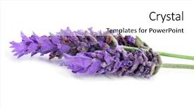  Presentation with lavender flowers - Colorful presentation theme enhanced with closeup of some lavender flowers backdrop and a white colored foreground
