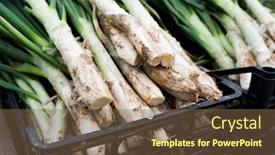  Presentation with orchard - Colorful presentation enhanced with closeup of some plastic crates with raw calcots sweet onions typical of catalonia spain in a calcot orchard backdrop and a tawny brown colored foreground