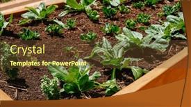  Presentation with plants growing - Presentation theme having closeup-of-some-smal-spinach background and a tawny brown colored foreground