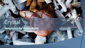  Presentation with knights - PPT layouts with closeup-of-some-spanish-edible background and a ocean colored foreground