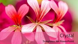  Presentation with geranium - Colorful slide set enhanced with closeup of south african geranium backdrop and a coral colored foreground