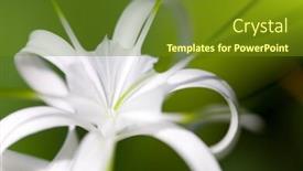  Presentation with spider - Cool new PPT theme with closeup-of-spider-lily-outdoors backdrop and a tawny brown colored foreground