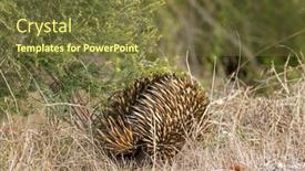  Presentation with australia - PPT theme with fur of echidna spiny anteater background and a tawny brown colored foreground
