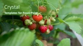  Presentation with strawberries - Presentation featuring closeup-of-strawberries-bush-shallow background and a tawny brown colored foreground