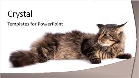  Presentation with black and white film strip - PPT theme enhanced with closeup of striped fluffy cat background and a white colored foreground