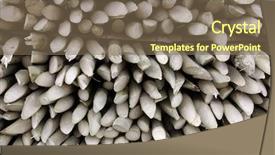  Presentation with sugar cane - Theme having closeup of sugar cane - background background and a violet colored foreground