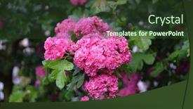  Presentation with summer flowers - Amazing slides having closeup-of-summer-hawthorn-tree backdrop and a tawny brown colored foreground