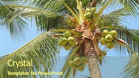  Presentation with coconut fruit - Beautiful theme featuring closeup of sweet coconut palm backdrop and a tawny brown colored foreground
