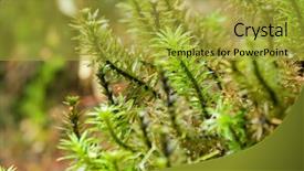  Presentation with tall - Beautiful slides featuring closeup of tall green wet backdrop and a gold colored foreground