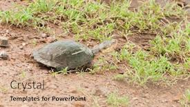  Presentation with safari - Slide set consisting of closeup-of-terrapin-pelomedusa-subrufa background and a lemonade colored foreground